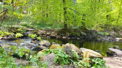 Naturlandschaft in der Nähe der Ferienwohnung
