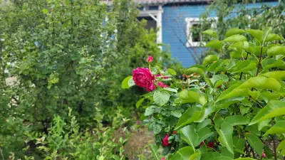 Ein Garten an der Unterkunft Hahnenklee Harz