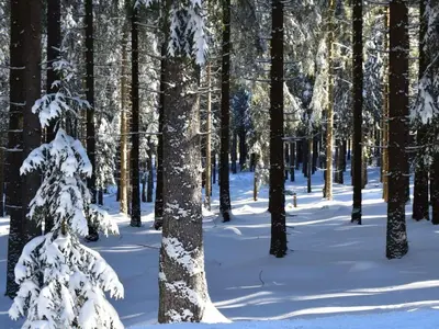 Ferienwohnung Busch im Winter