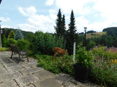 Ein Garten an der Unterkunft Pension Haus Petra