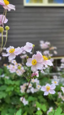 Ein Garten an der Unterkunft Berg-Büdchen - schnuckelige Maisonette-FeWo - gemütlich und günstig