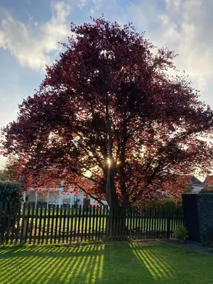Ein Garten an der Unterkunft Ferienwohnungen bei der Purpurbuche