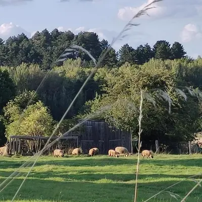Tiere in der Pension oder in der Nähe