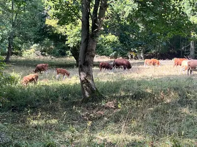 Tiere in der Ferienwohnung oder in der Nähe