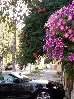 Ein Garten an der Unterkunft 