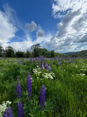 Naturlandschaft in der Nähe der Ferienwohnung