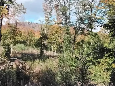 Naturlandschaft in der Nähe des Chalets