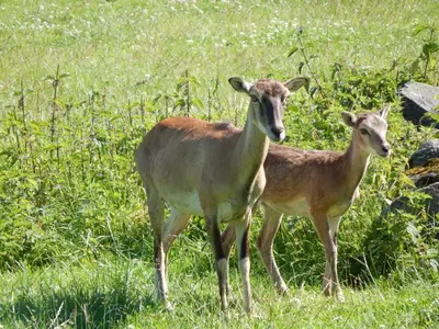 Tiere in der Ferienwohnung oder in der Nähe