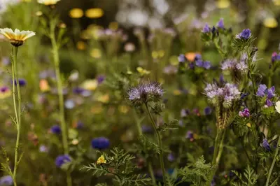 Ein Garten an der Unterkunft Waldrandzauber