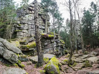 Grundriss der Unterkunft Bergwaldchalet Wellness 6