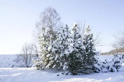 Wohnung Braunlage nahe Wurmberg Skigebiet im Winter
