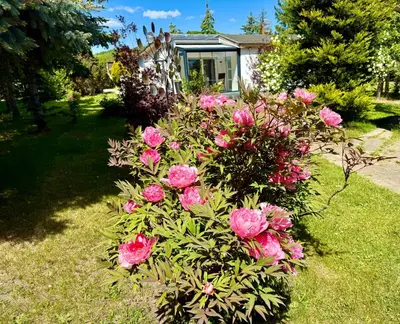 Ein Garten an der Unterkunft Ferienhaus Teufelsmauerblick