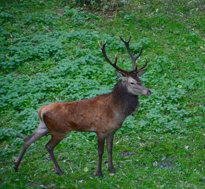 Tiere im Ferienhaus oder in der Nähe