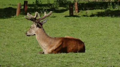 Tiere im Hotel oder in der Nähe
