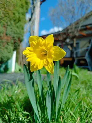 Ein Garten an der Unterkunft Holiday Home Schloßblick