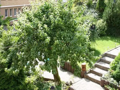 Ein Garten an der Unterkunft Haus Kummeleck , Wohnung 1
