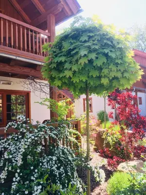 Ein Garten an der Unterkunft Chalets zum Ilsetal, Carl-Lambrecht-Chalet