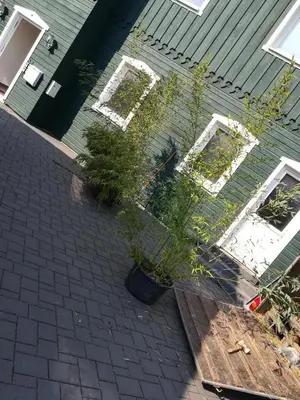 Ein Garten an der Unterkunft Ferienwohnung Brocken