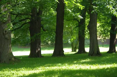 Ein Garten an der Unterkunft Feriendomizil Schlossblick