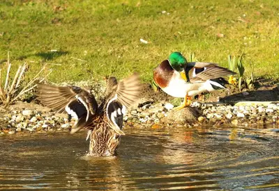 Tiere in diesem Ferienpark oder in der Nähe