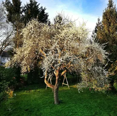 Ein Garten an der Unterkunft Ferienwohnung Goslar - Georgenberg / Entspannen im Harz / Mittendrin