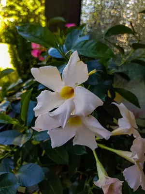 Ein Garten an der Unterkunft Ferienwohnung Naturnah