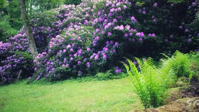 Ein Garten an der Unterkunft Villa Brodthage, App. 1