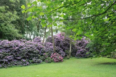 Ein Garten an der Unterkunft Villa Brodthage, App. 2