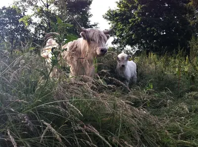 Tiere in der Ferienwohnung oder in der Nähe