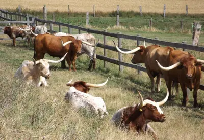 Tiere in der Ferienwohnung oder in der Nähe