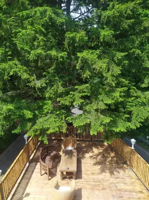 Ein Garten an der Unterkunft Haus am Wald Zorge 16+ Gäste