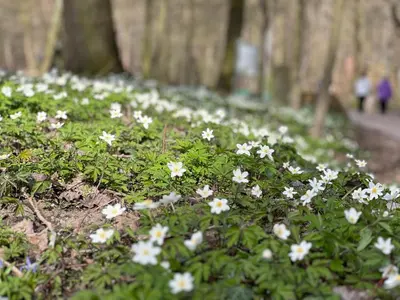 Ein Garten an der Unterkunft Landhaus Pusteblume